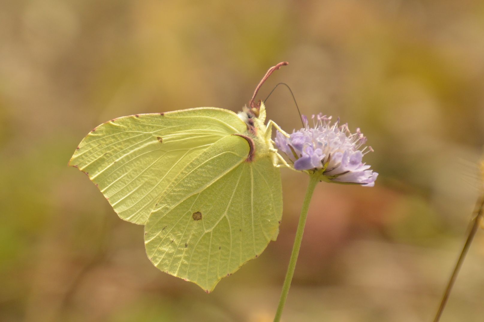 Brimstone - Peter Fewell